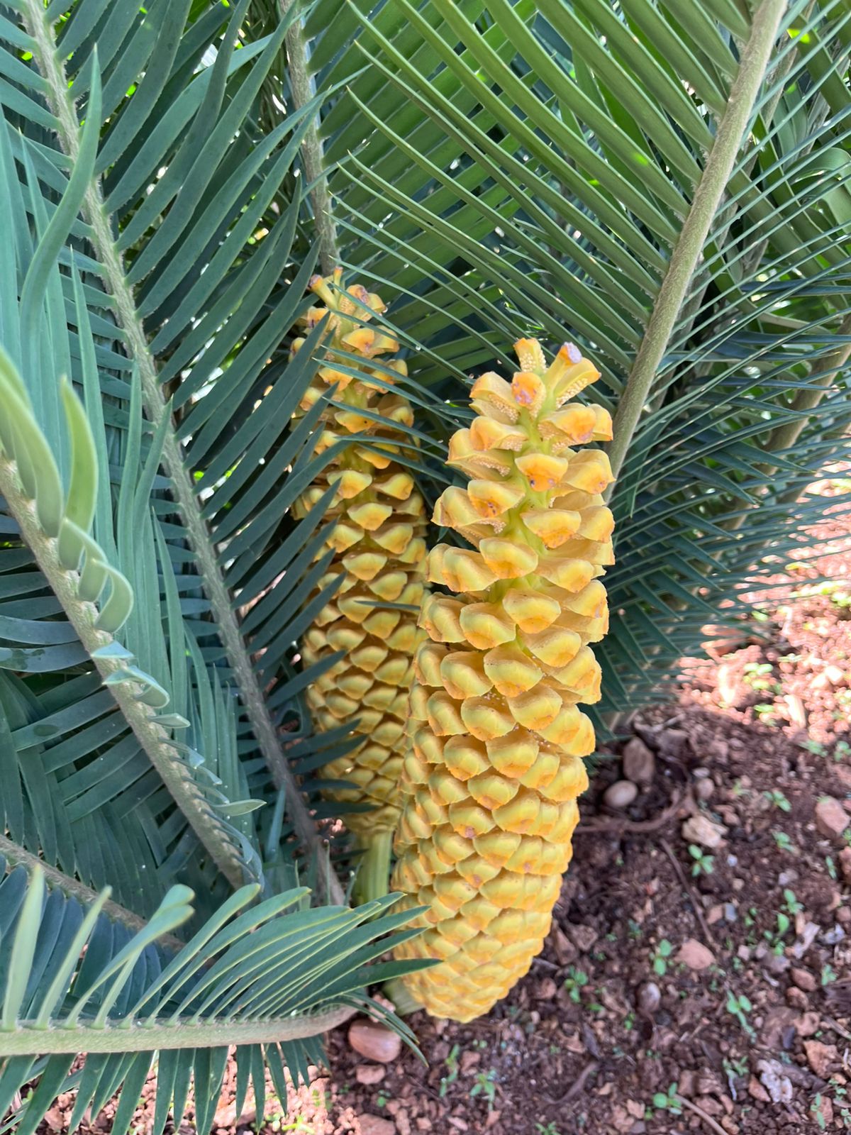 Cycad Mad Nursery photo 6