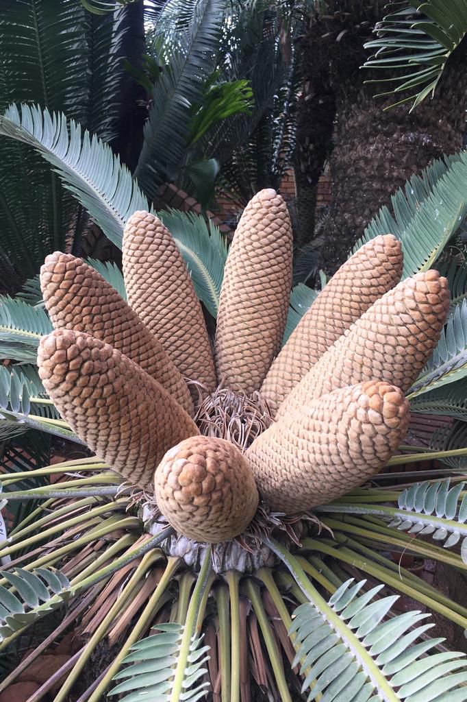 Cycad Mad Nursery photo 60