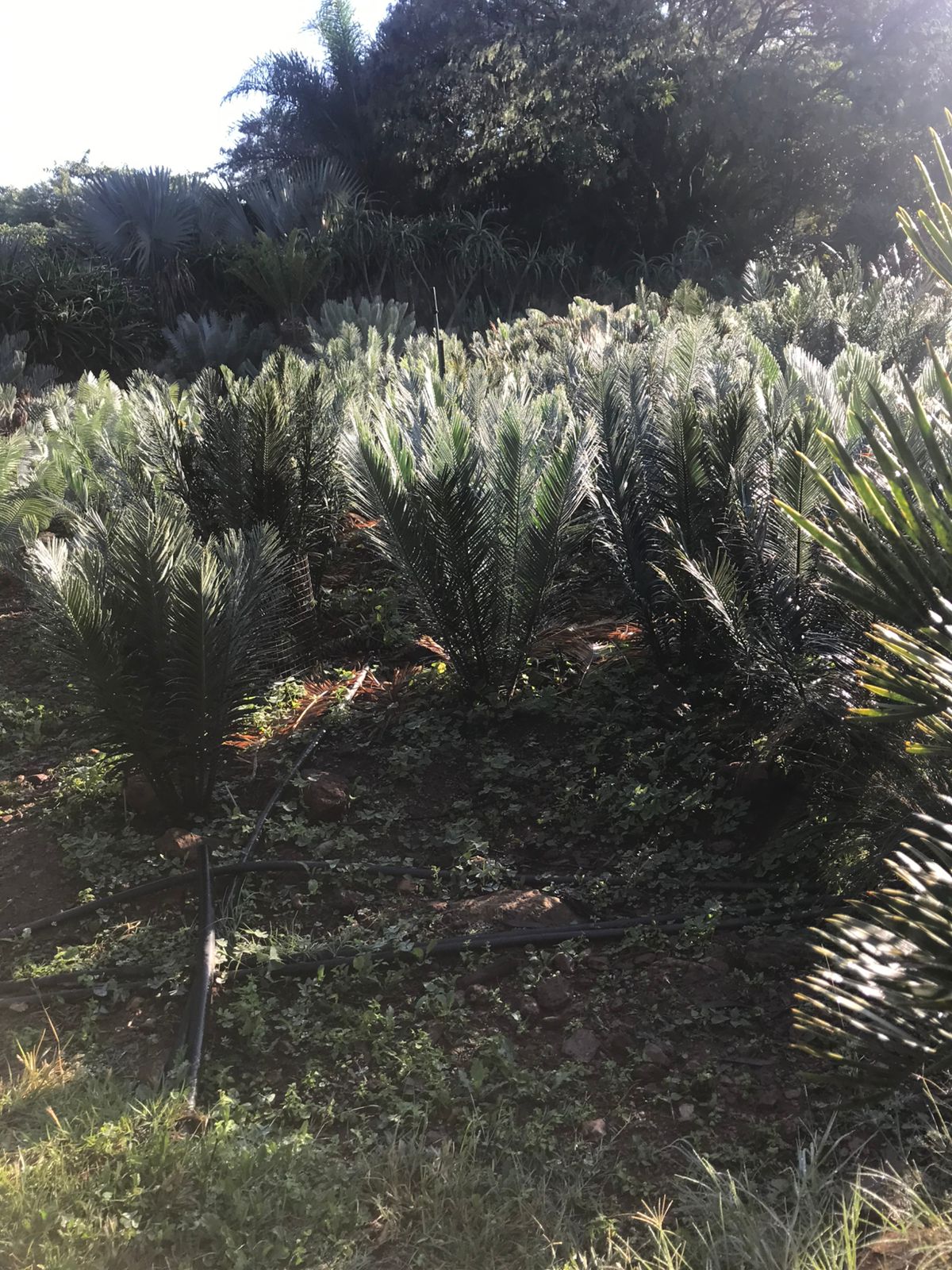 Cycad Mad Nursery photo 62