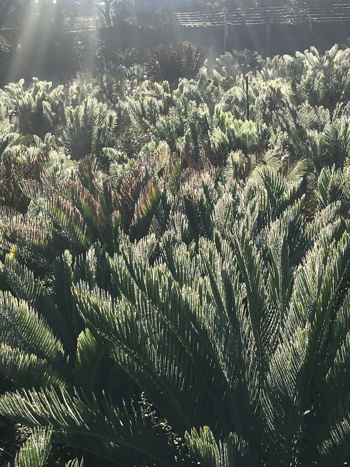 Cycad Mad Nursery photo 63