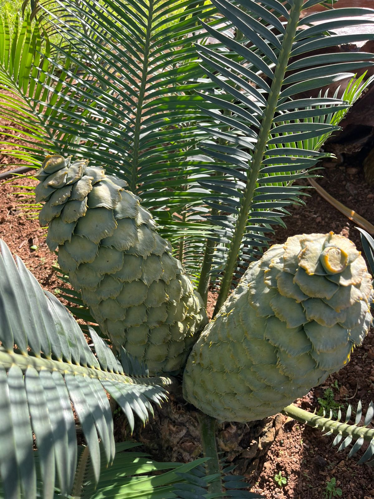 Cycad Mad Nursery photo 7