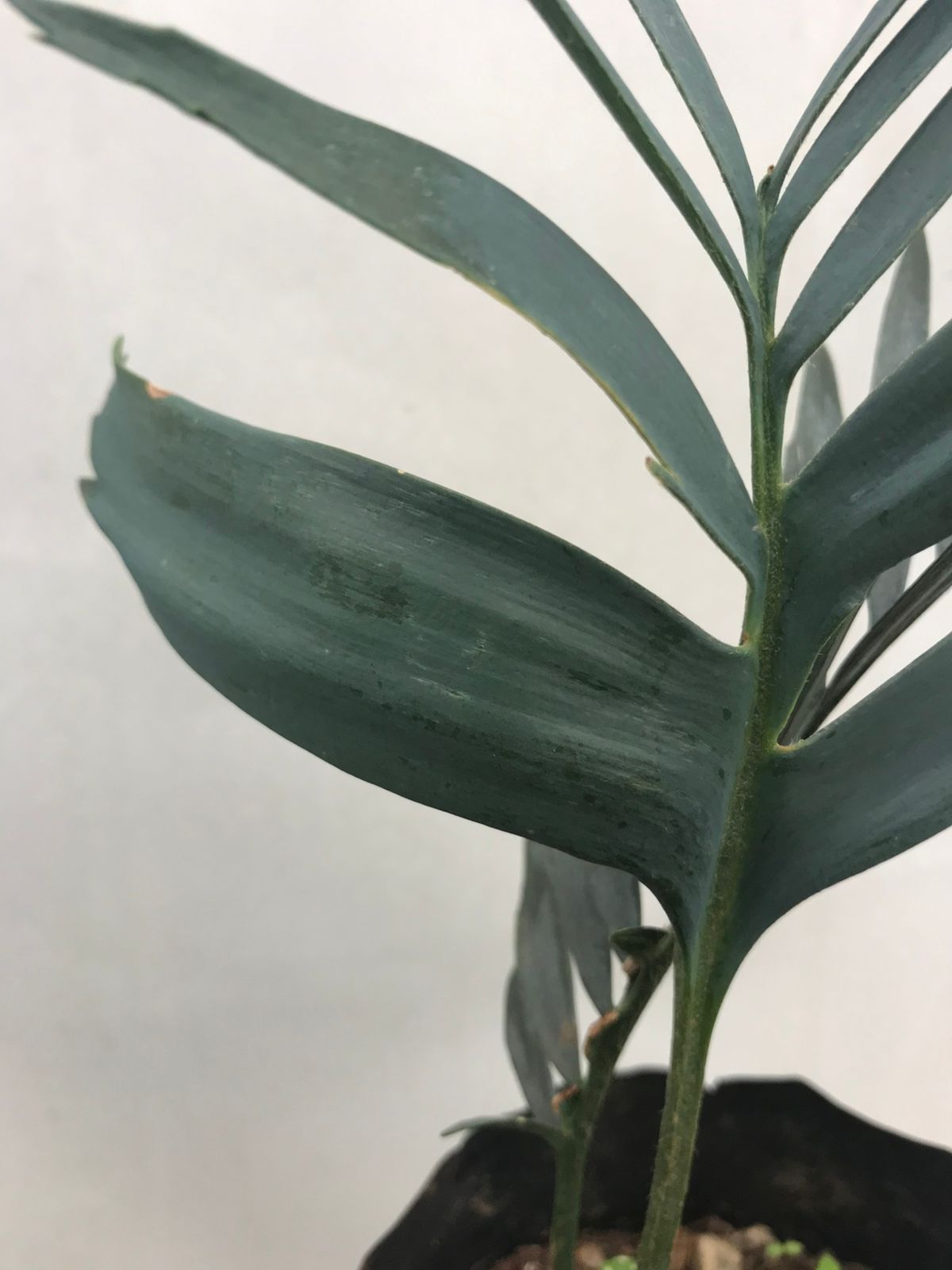 Cycad Mad Nursery photo 73