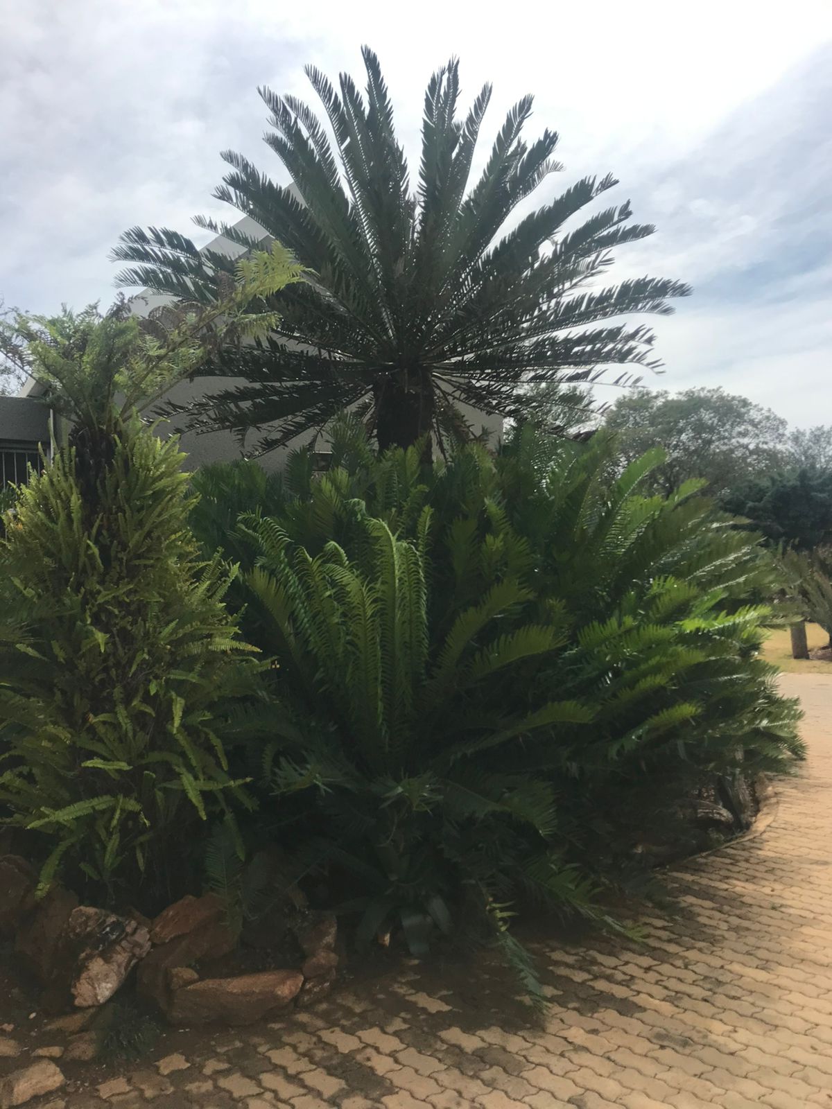 Cycad Mad Nursery photo 77