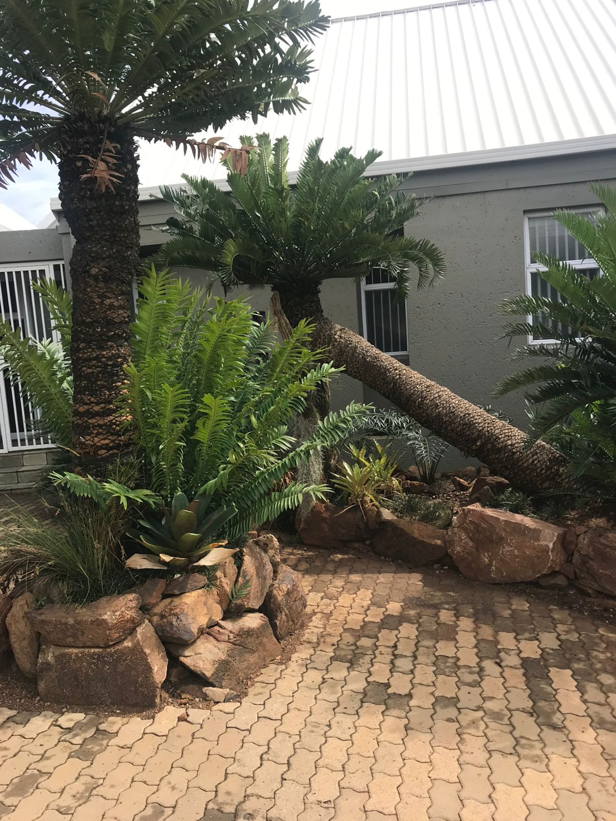 Cycad Mad Nursery photo 79