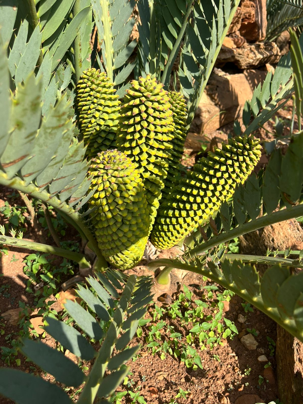 Cycad Mad Nursery photo 8