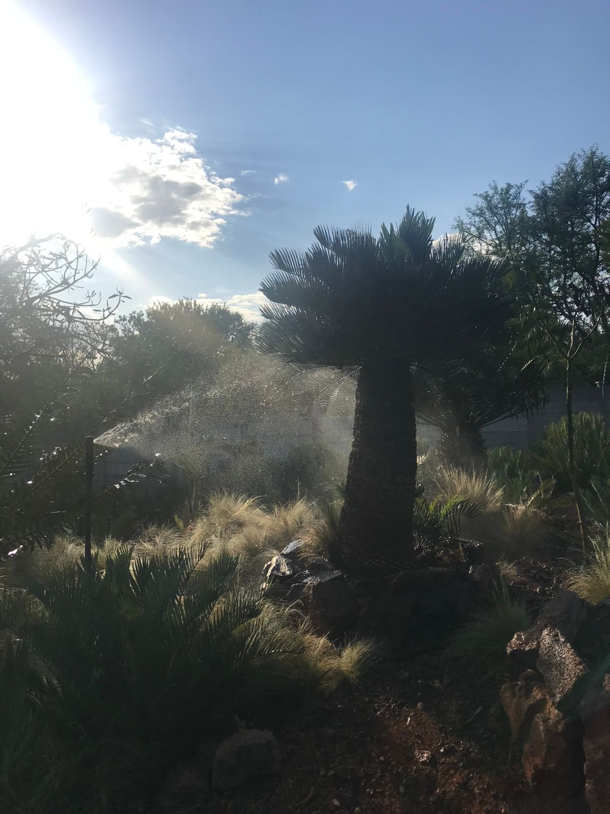 Cycad Mad Nursery photo 81