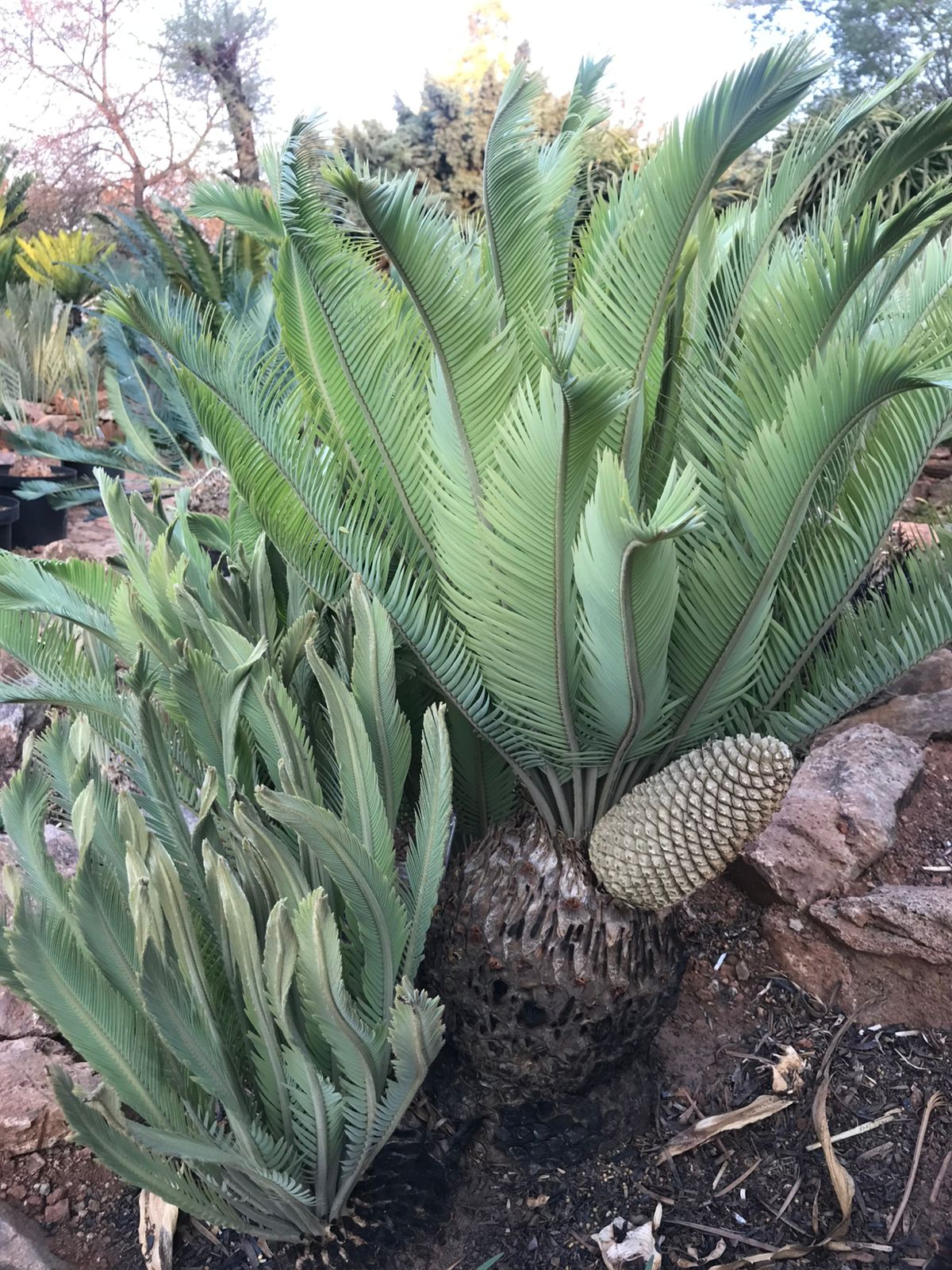 Cycad Mad Nursery photo 82