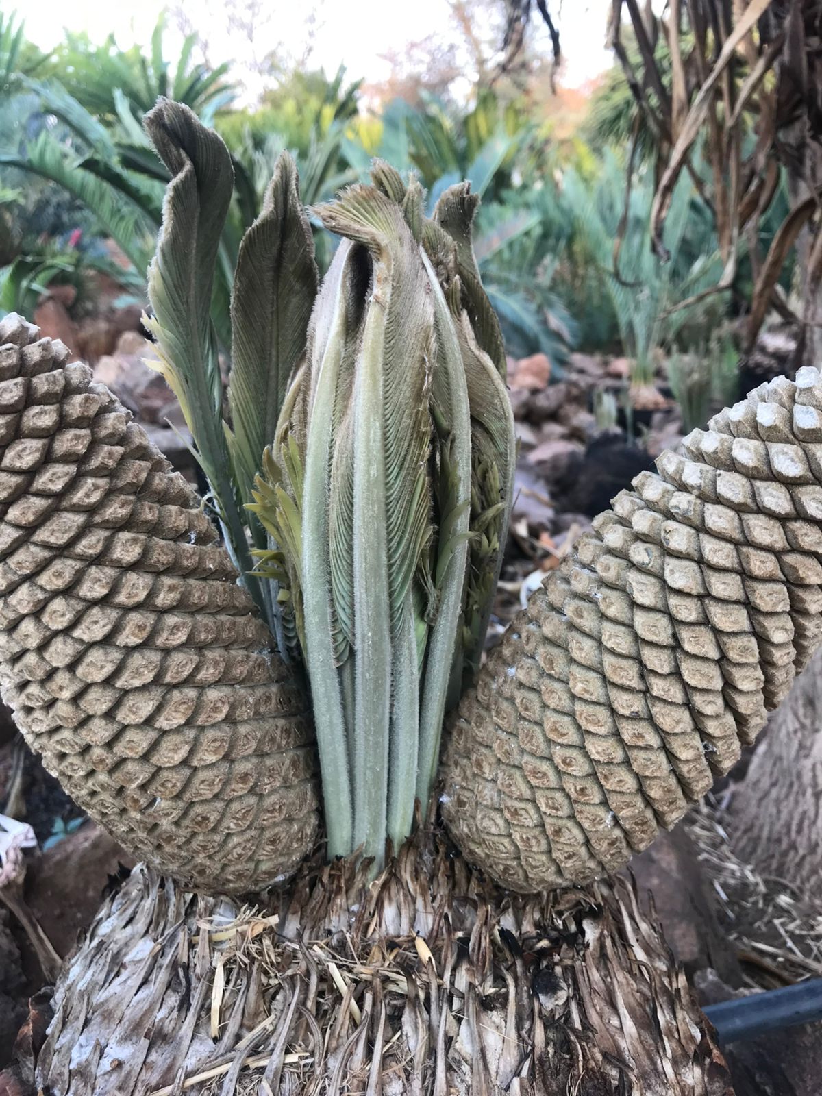 Cycad Mad Nursery photo 83
