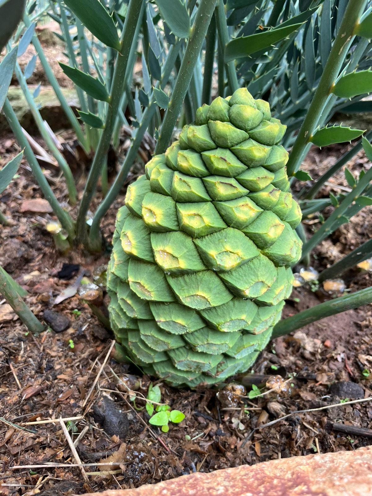 Cycad Mad Nursery photo 9